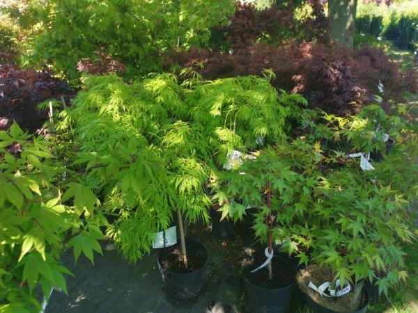 Acer palmatum Disectum