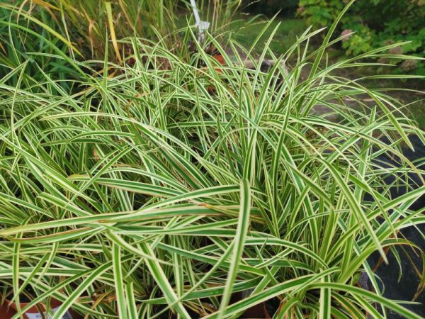 Carex morrowi Goldband