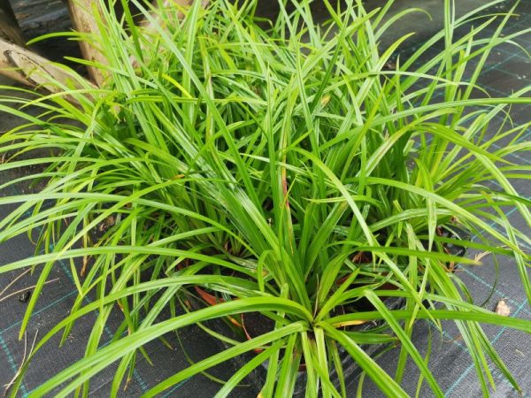 Carex morrowi Irish Green