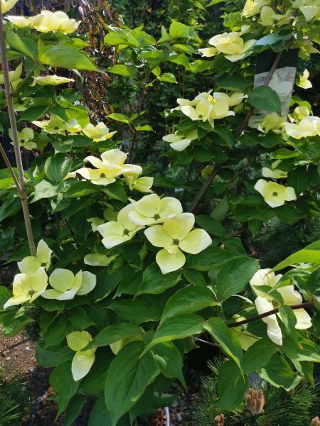 Cornus kousa Venus