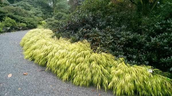 Hakonechloa macra Aureola