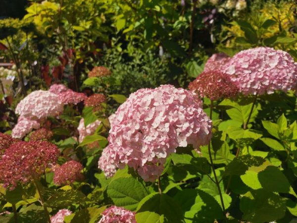 Hydrangea arborescens Candybelle