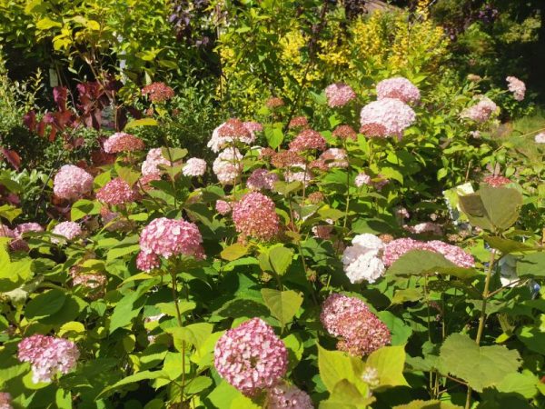 Hydrangea arborescens Candybelle