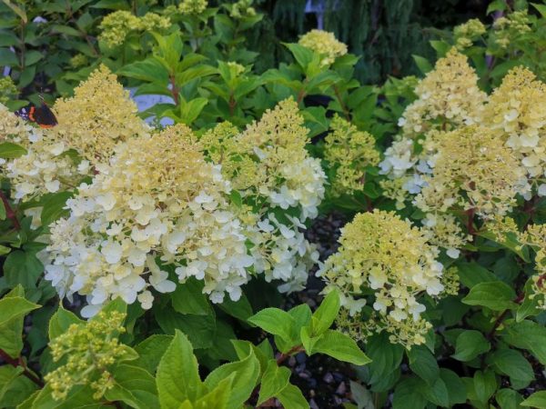 Hydrangea paniculata Silver Dollar