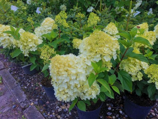 Hydrangea paniculata Silver Dollar