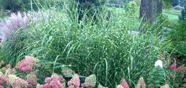 Miscanthus