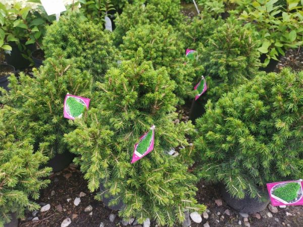 Picea abies Tomba