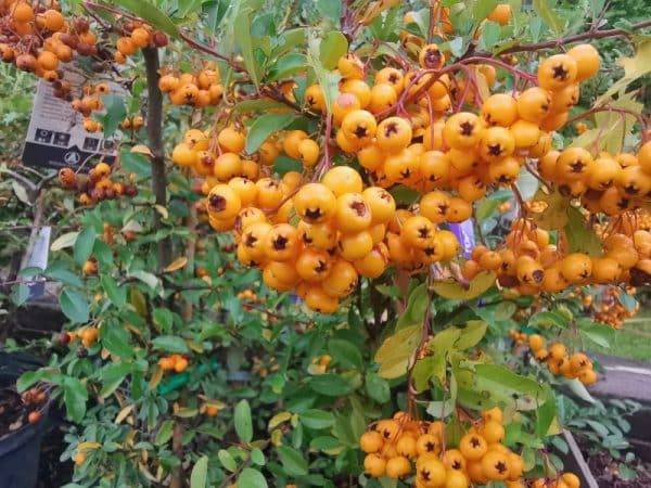 Pyracantha-Soleil-d'Or