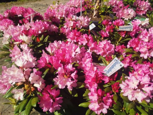 Rhodendrony