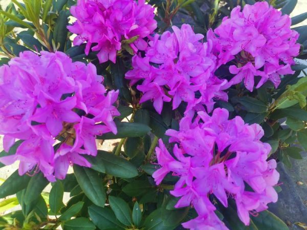 Rhodendrony