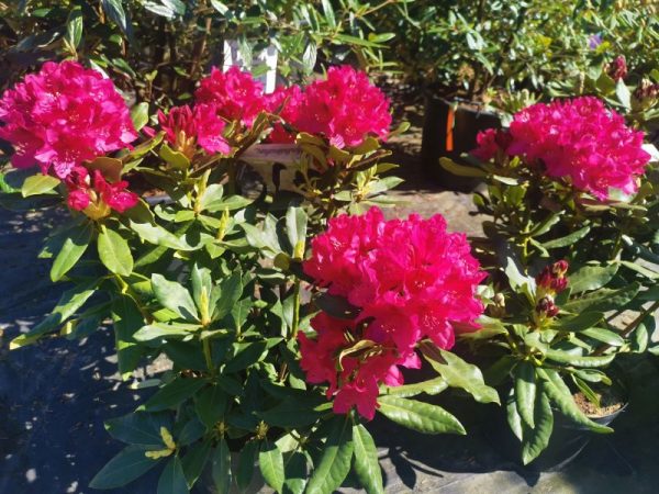 Rhodendrony