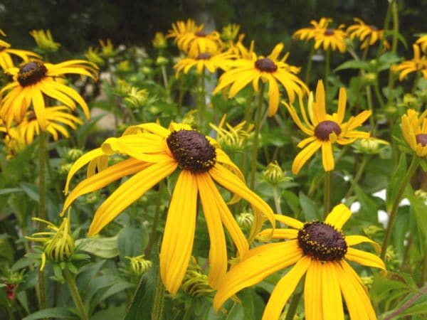 Rudbeckia fulgida Goldsrtum