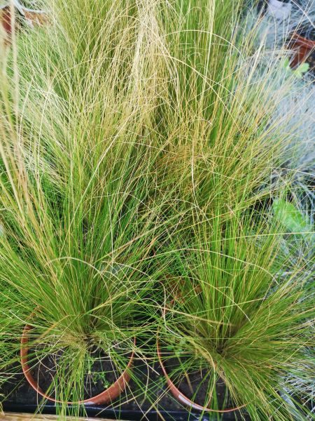 Stipa tenuissima Pony Tails