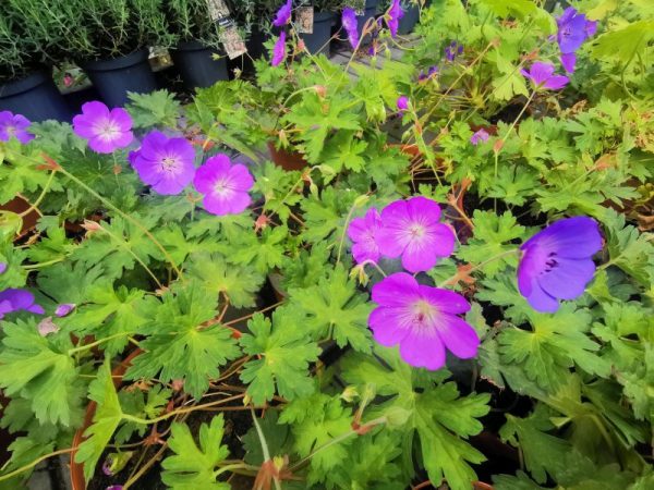 bodziszek geranium Rozanne