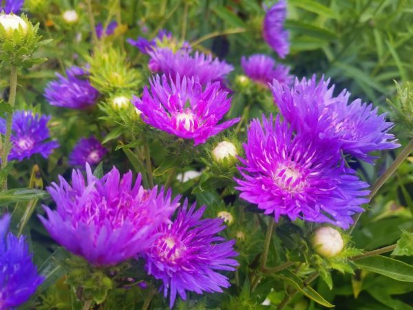 Stokesia gładka peachie's pick